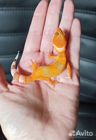 Эублефар blood