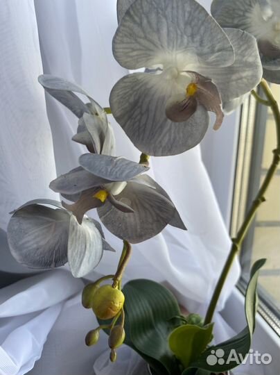 Орхидея декоративная