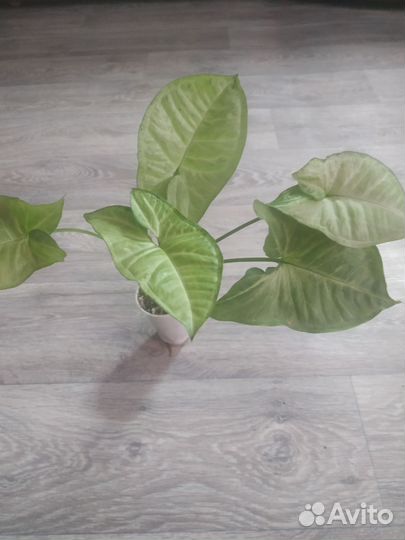 Домашние цветы