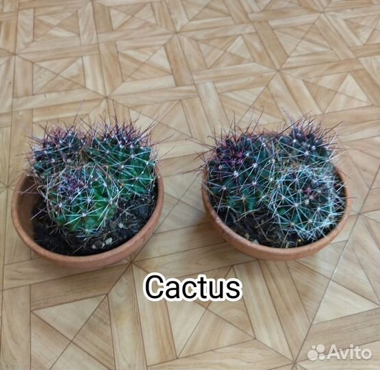 Кактусы редкие в керамике