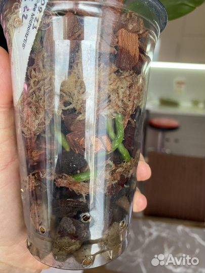 Орхидея Phal. Liu's Pale Micholitz'ES'