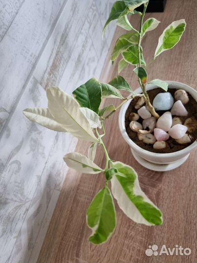 Лимон вариентатный