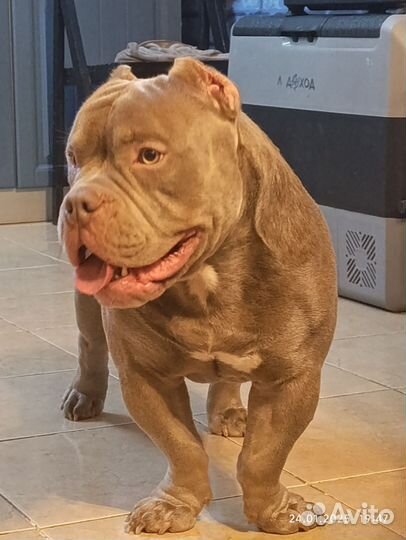 Вязка Амбулли. Пацану- год