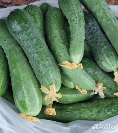 Огурцы свежие