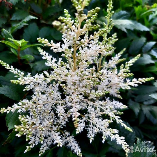 Многолетник Астильба