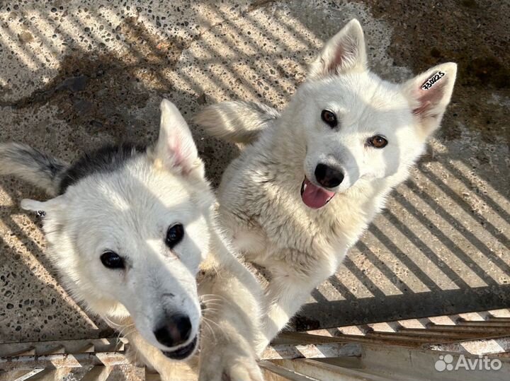 Очаровательные кобель и сука в потсках хозяев