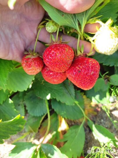 Кустики клубники с ягодами