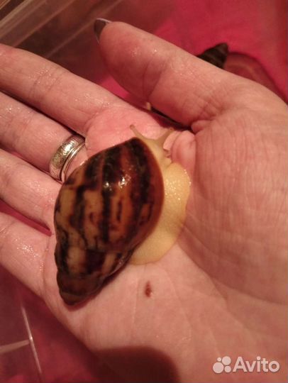 Улитки разных видов