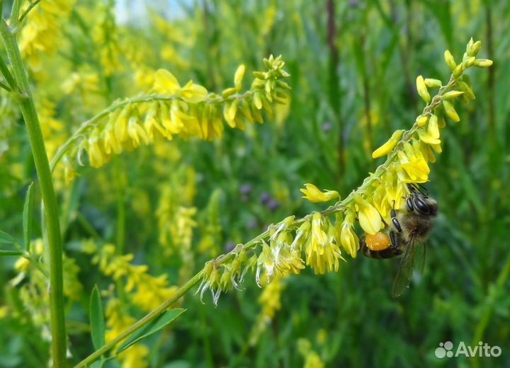 Мёд донник опт