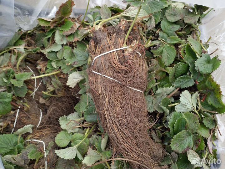 Саженцы клубники фриго