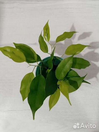 Аглаонема,сингониум,спатифилум