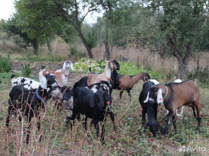 Молоко и молочные продукты от англонубийский коз