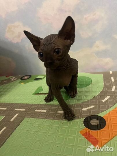 Котята сфинкс