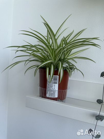 Хлорофитум