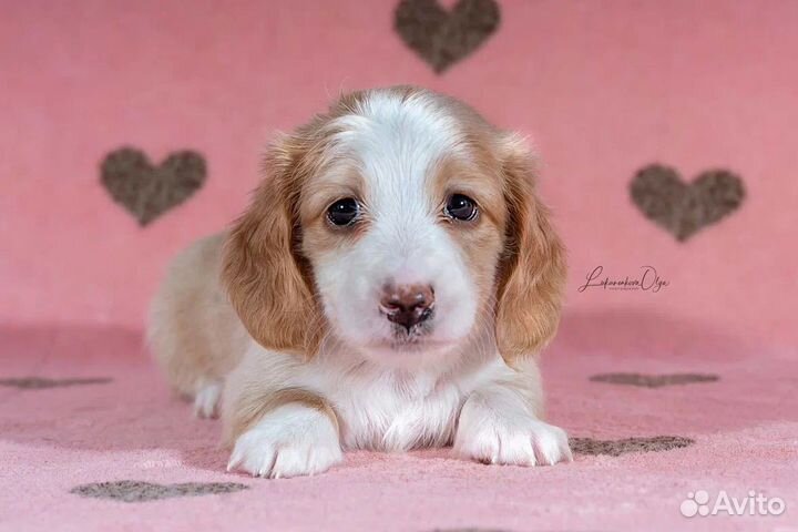 Длинношерстная такса окрас пайболд