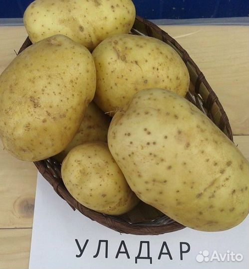 Семенной картофель