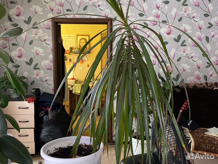 Комнатные цветы