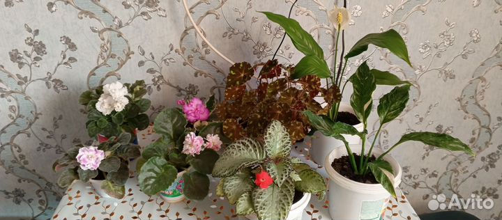 Комнатные цветы