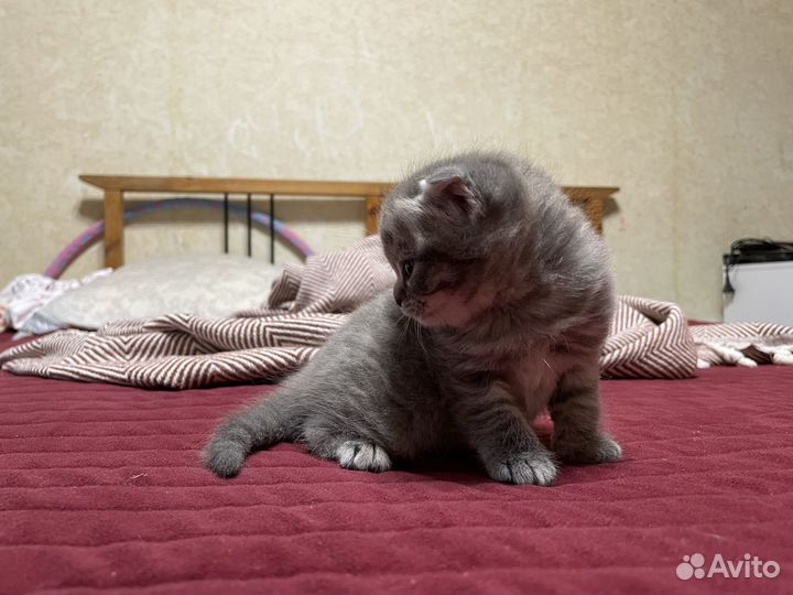 Шотландская вислоухая кошечка