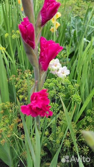 Гладиолусы луковицы