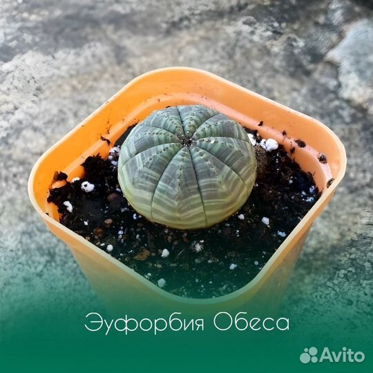 Эуфорбия обеса