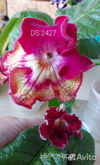 Стрептокарпусы (часть 2)