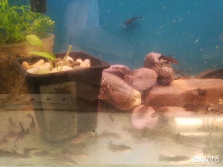 Сомики таракатумы