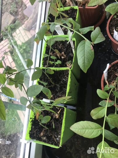 Голубика садовая саженцы