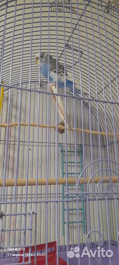 Волнистый попугай