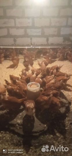 Домашние куриные яйца