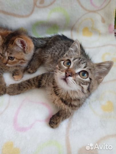 Шотладские котята