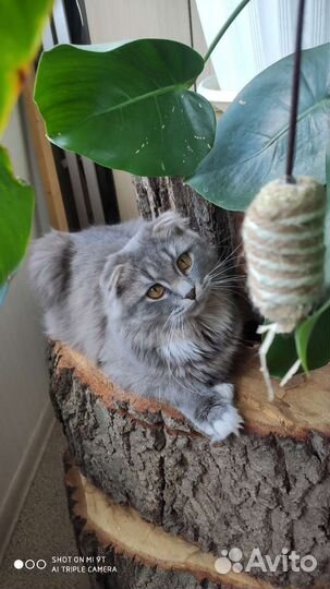 Шотландская вислоухая