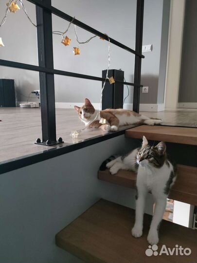 Котики парой