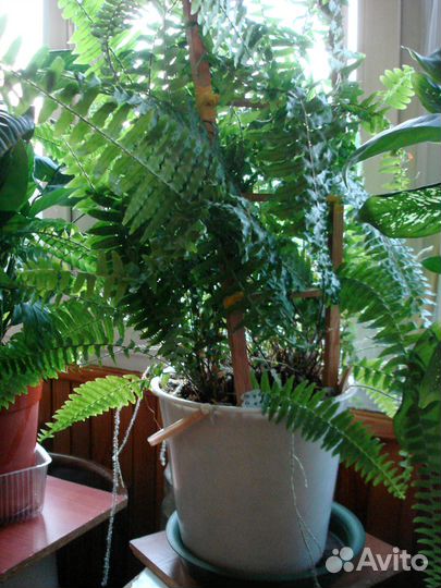 Продам папоротник