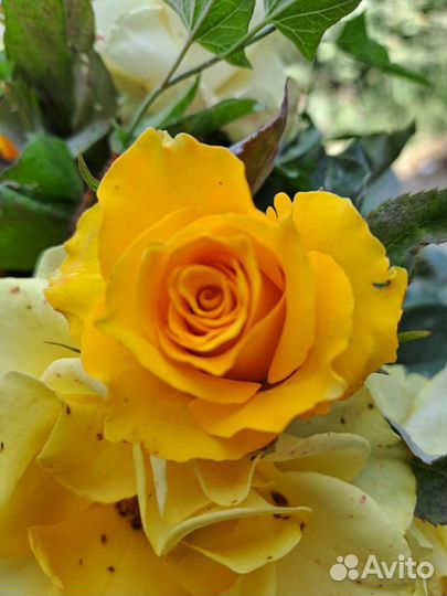 Кустовые розы саженцы