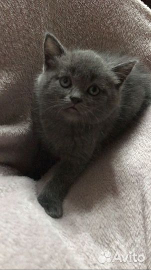 Британские котята