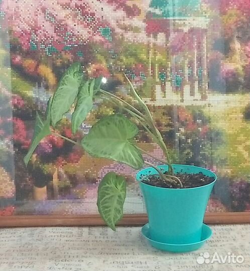 Домашние цветы