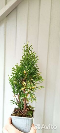 Туя вертикальная 1 (подробности в описании)