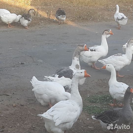 Гуси холмогоры