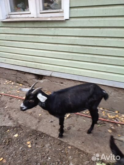 Камерунские и другие козы