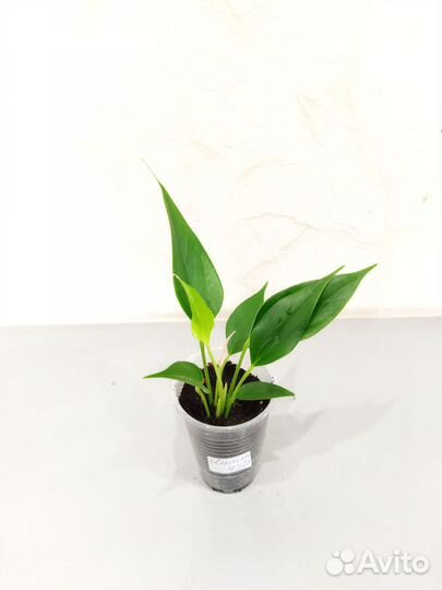 Антуриум Лилли