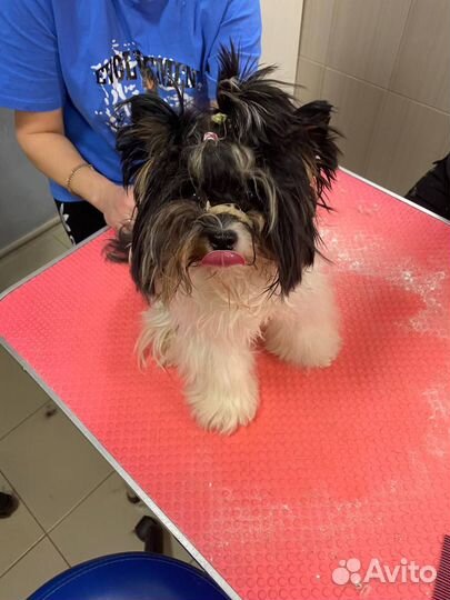 Уход за животными