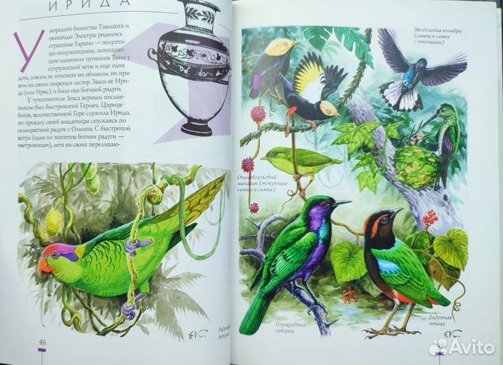 Книга насекомые и птицы