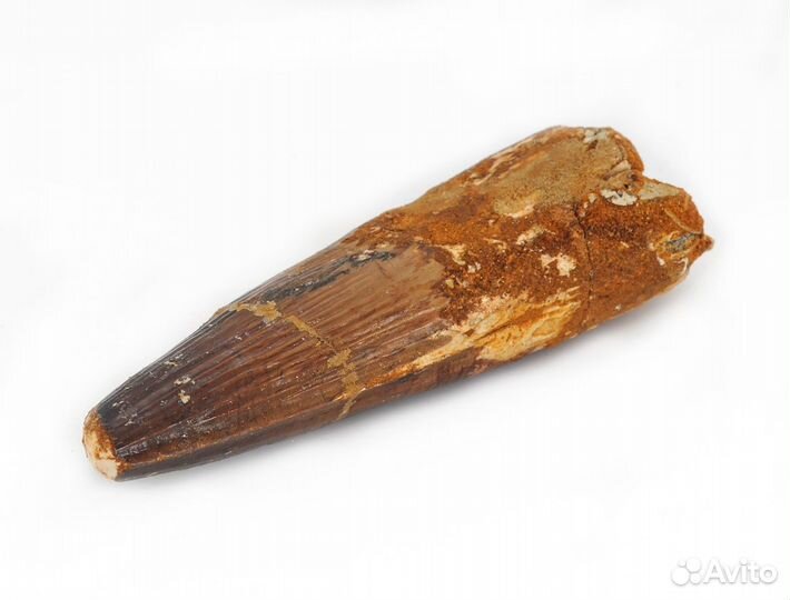 Окаменелость (зуб динозавра)