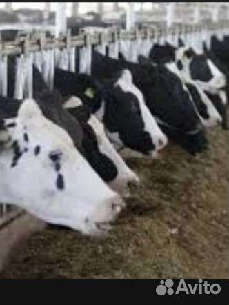 Тракторист-механизатор,вахта