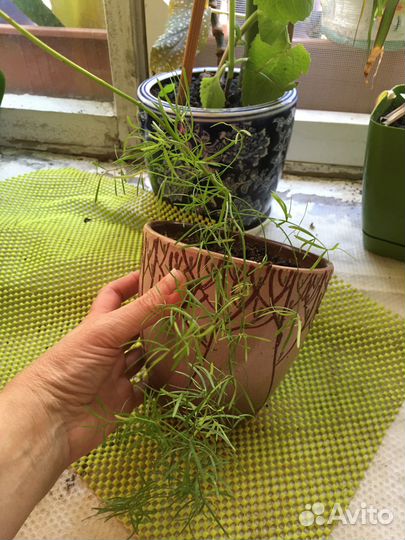 Аспарагус шпренгера