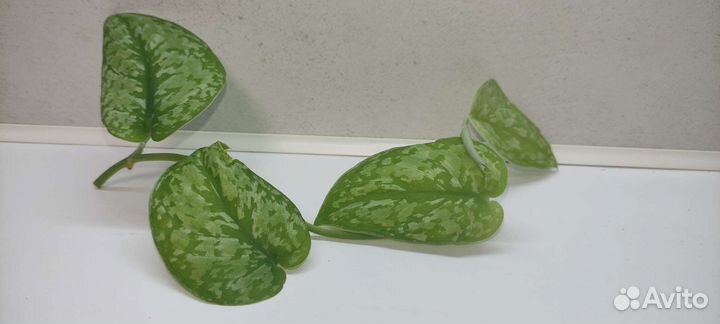 Сциндапсус Сильвер Сплеш Блю (Silver Splash Blue)