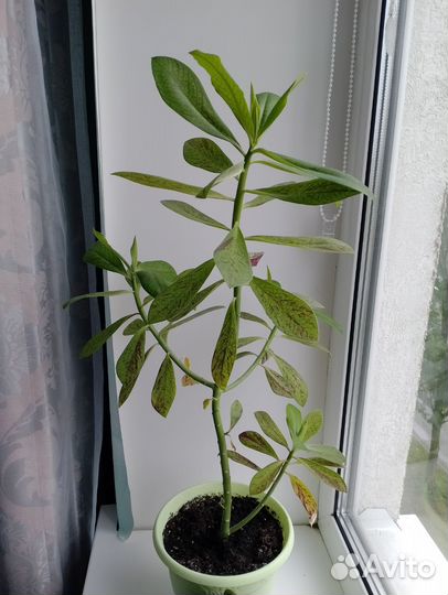 Комнатные растения