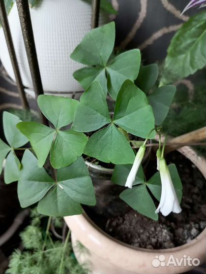 Кислица оксалис