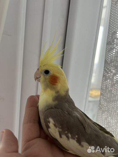 Молодой ручной попугай корелла